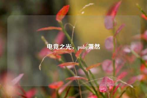 电竞之光,pubg萧然