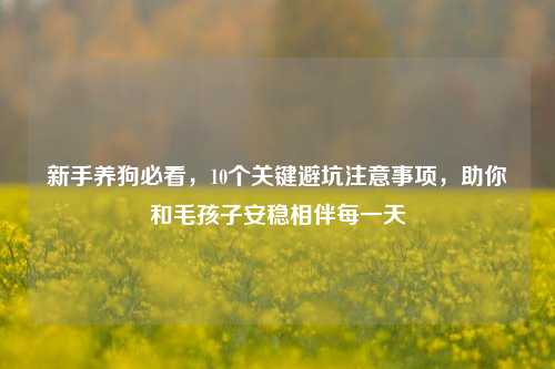 新手养狗必看,10个关键避坑注意事项,助你和毛孩子安稳相伴每一天